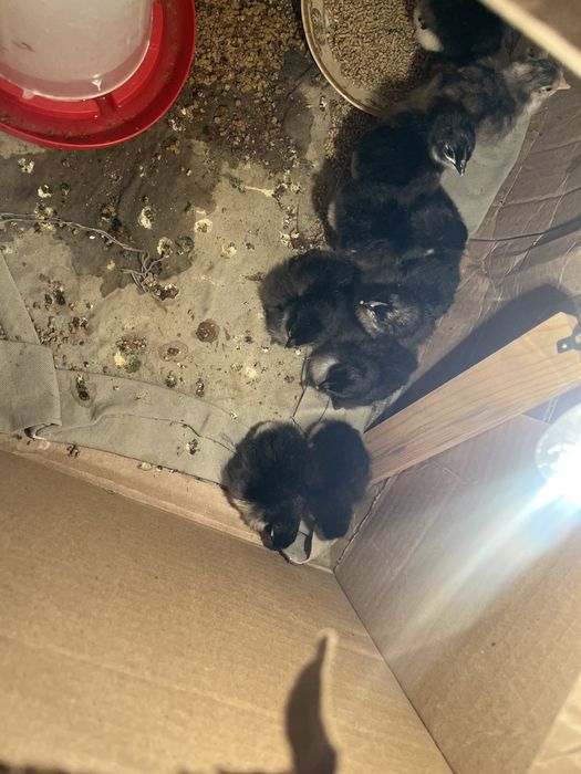 Астролрп балапаны