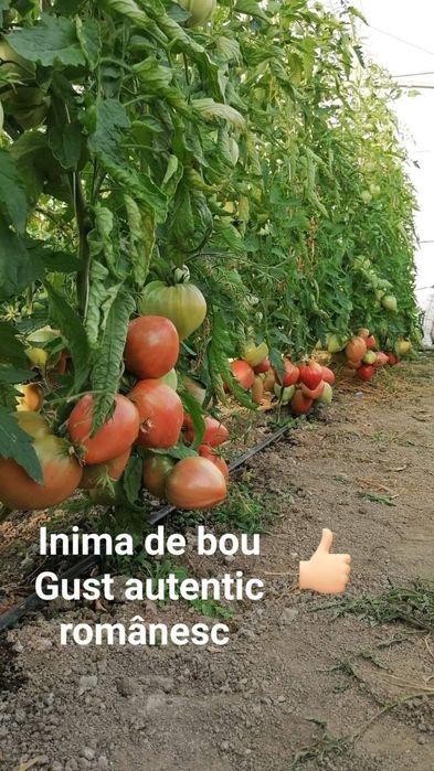 Răsăduri legume pentru angro