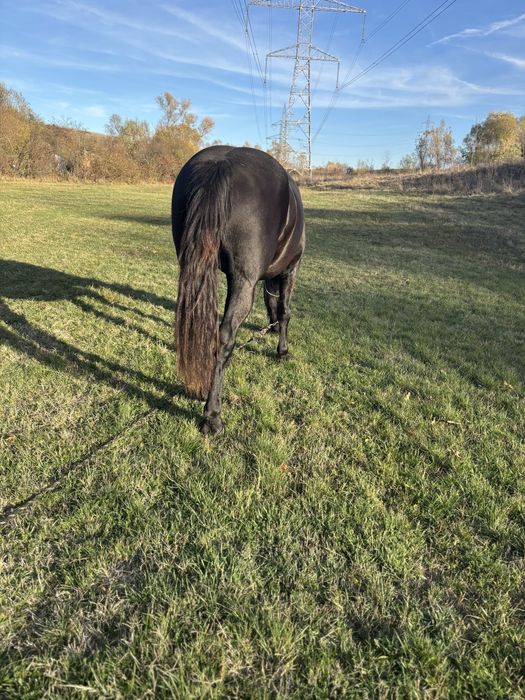 Iapa de vanzare. !!!