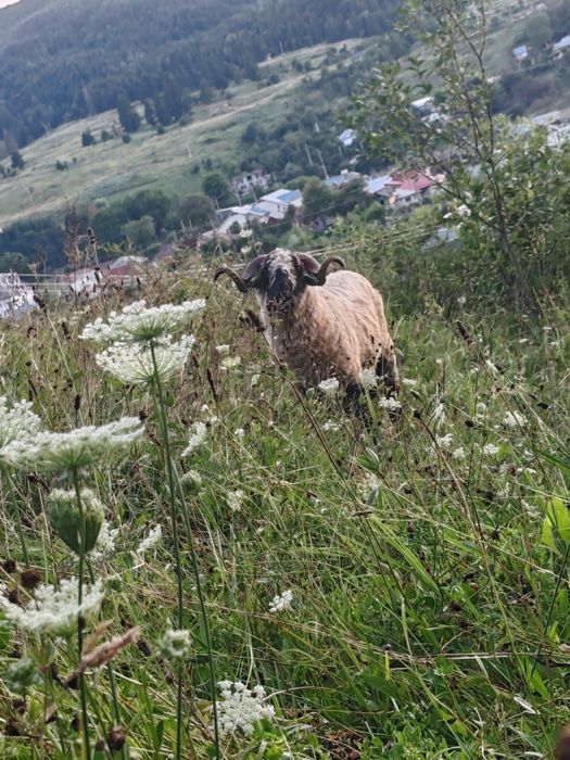 Vând berbec muscur