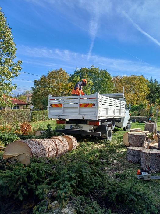 Рязане на високи опасни дървета