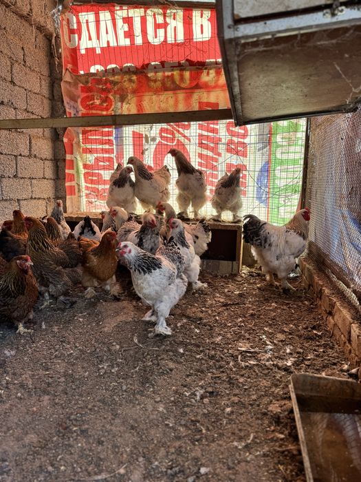 Продаётся петухи брама