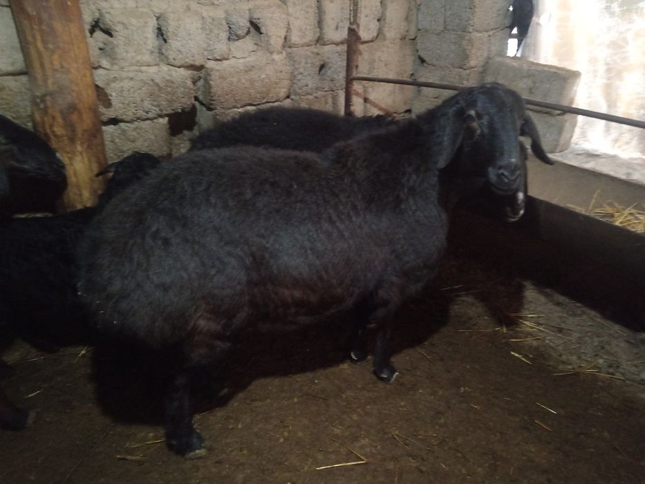 Nasldor Qirgiz qora qoy bogoz sogliq кой Киргиз  кой богоз 2 кат