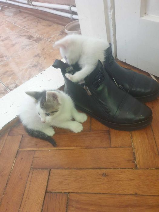 Две котенца подрастващи