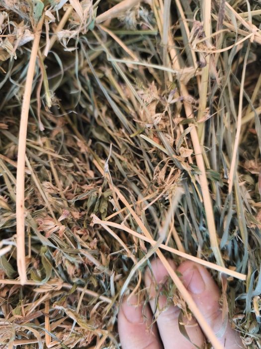 Vând baloți de fân și lucernă