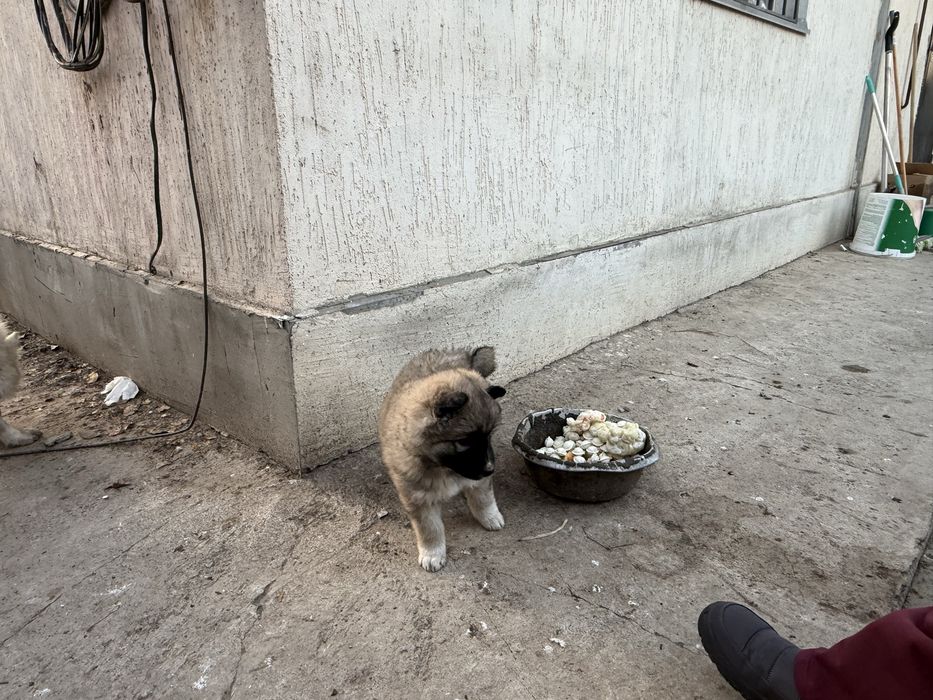 Продам щенка лайки 1 мес 5000