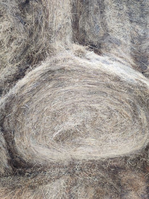 Сено рулоны. Прошлогоднее. Доставка.