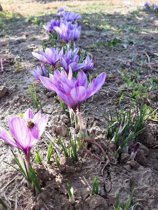 Шафран първо качество със сертификат