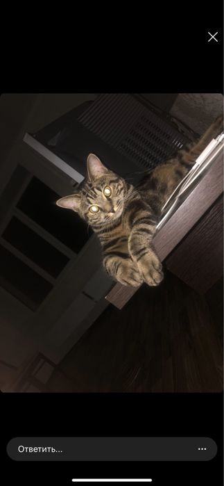 Отдам даром