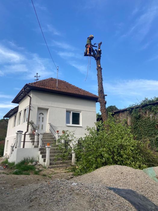 Arborist, Alpinist utilitar in arbori/copaci,taieri arbori/pomi/copaci