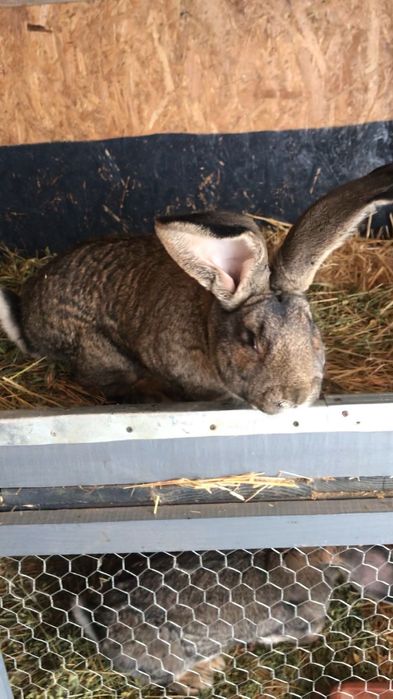 Masculi Urias German