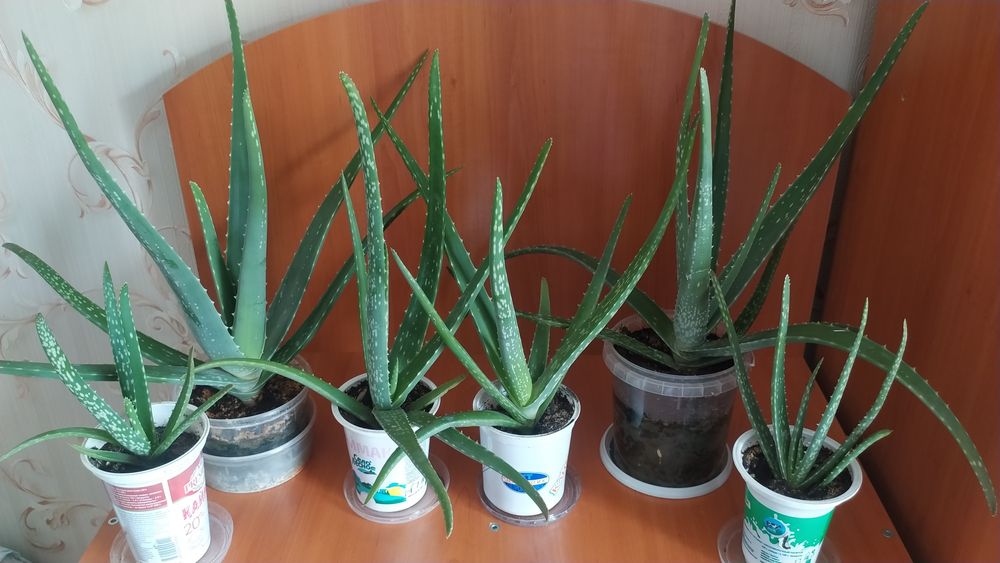 Алоэ вера продам