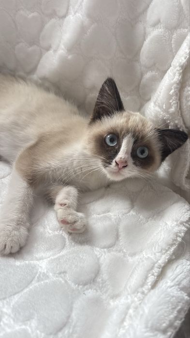 Котенок девчока ищет дом