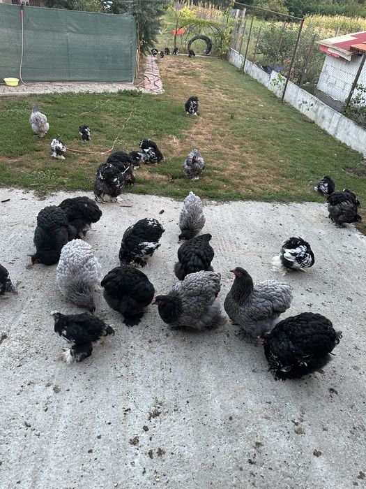 Pui si puice cochinchia urias albastru si bobat
