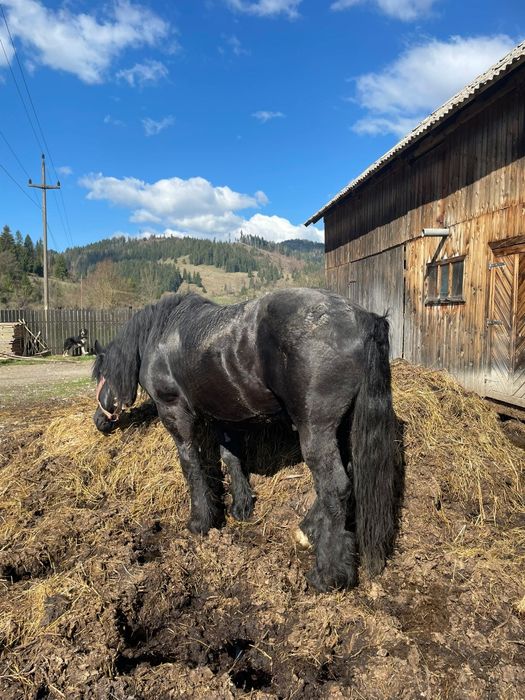 Vând armăsar 10 ani