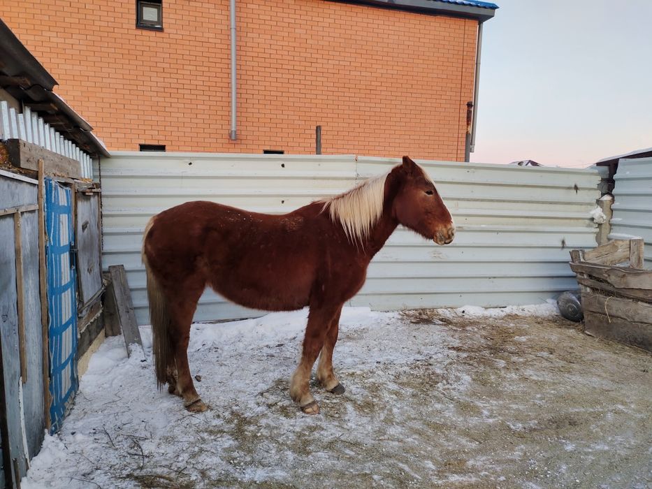Продам кабылу. Упитанная.