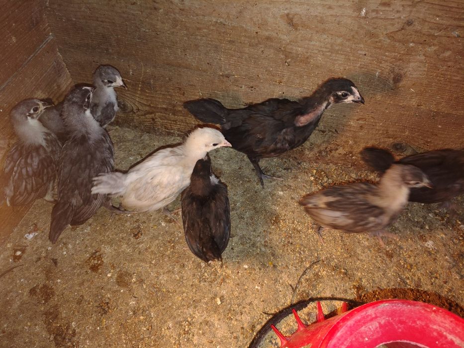 Pui australorp negru și albastru vaccinați  și imunizați conform varstei
