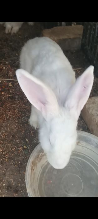 5 oylik quyonlar sotiladi