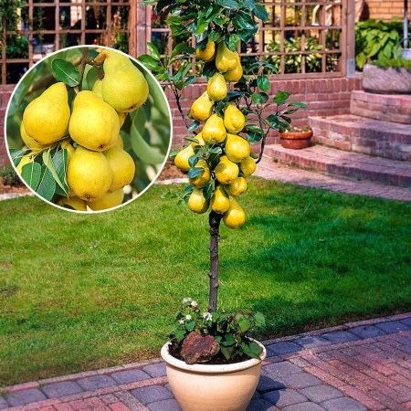 Pomi columnari la ghiveci