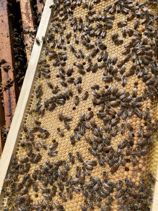 Famili de albine bine dezvoltate