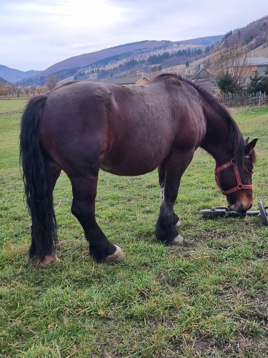 Iapă de vânzare 6 ani