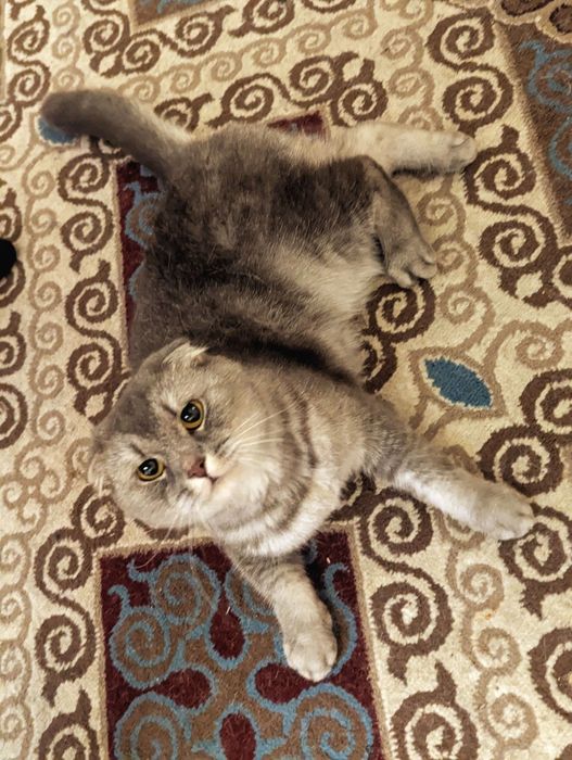 шотлданский кот в добрые руки