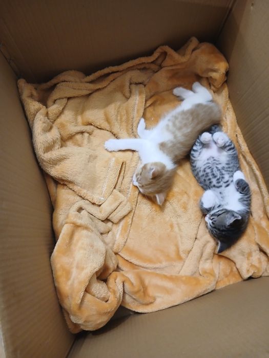 Отдам котят в хорошие руки