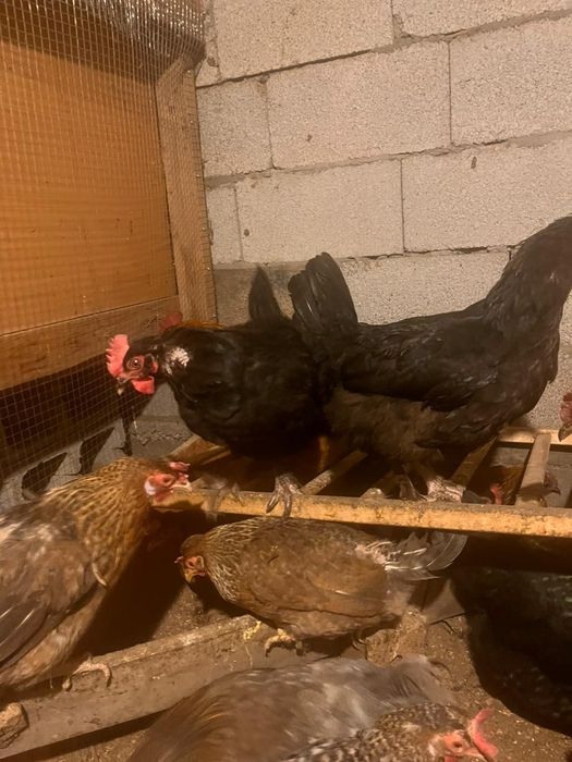 Тауыктар сатылады