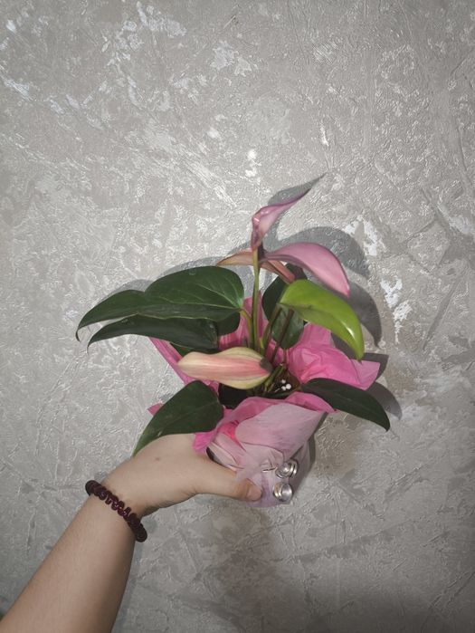 Цветы на подарки в  ассортименте