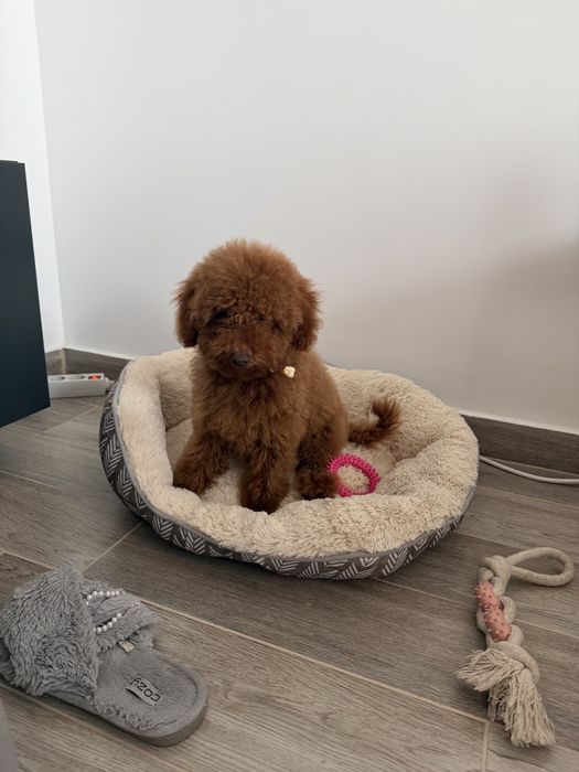 Poodle mini toy fetita