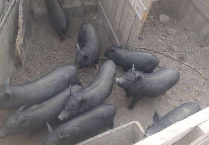 Поросята вьетнамской вислобрюхой