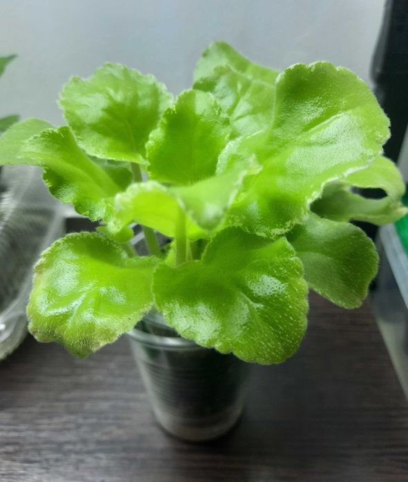 Фиалка Амалия (детки, стартеры)