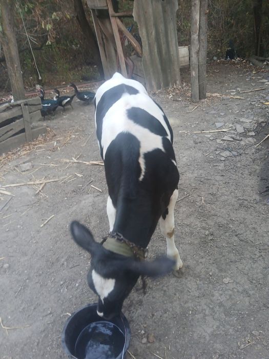 Vaca gestanta cu vitea de 4 luni