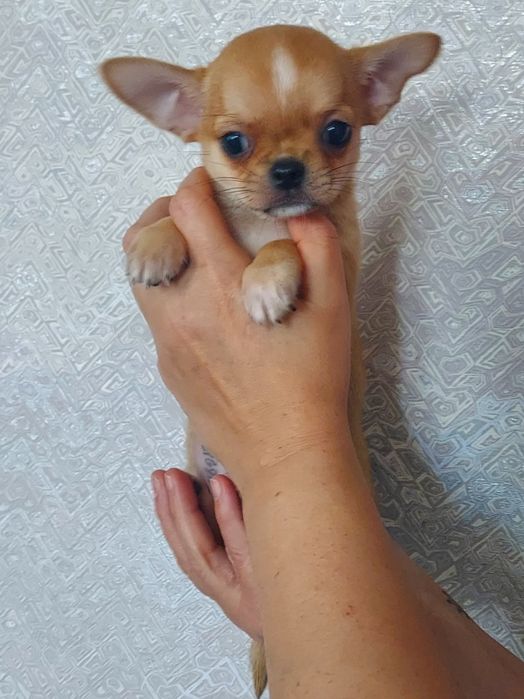 Продаю щенка чихуахуа