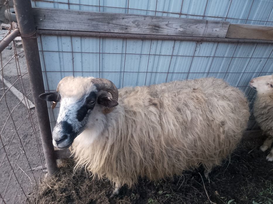 Vând Oi Țurcane !!!