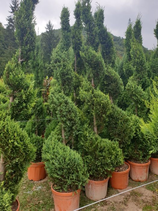 Tuia leylandii gazon rulou