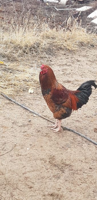 Петухи 3 шт по 3500 тг