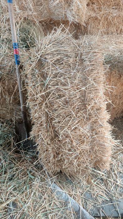 Продам сено шоп арпа прес