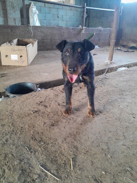 Продам Яхтырьера