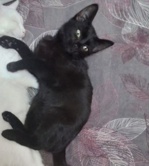 Стерилизованная кошечка