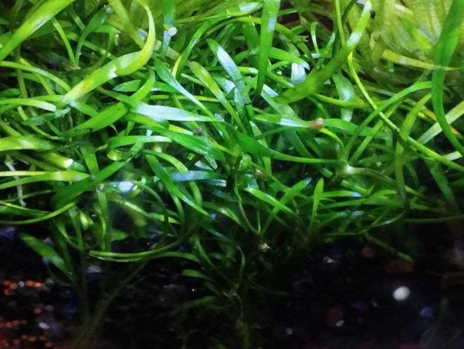 Продам аквариумные растения