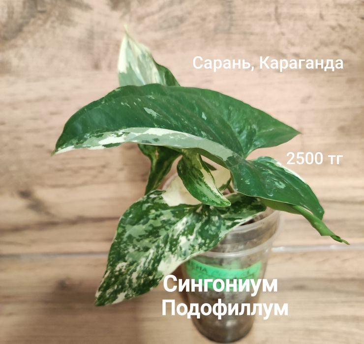 Каштан,Мурайя,рипсалидопсис