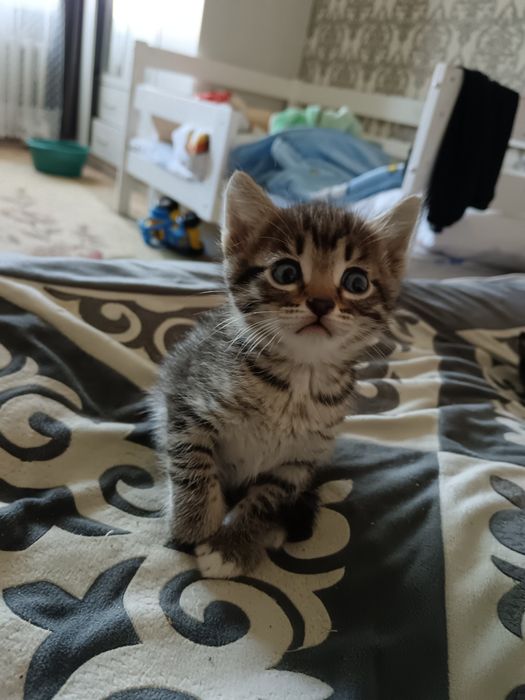 отдам котят в добрые руки