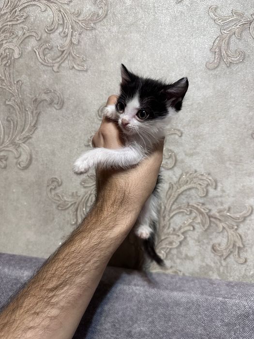 Отдам котят в хорошие руки
