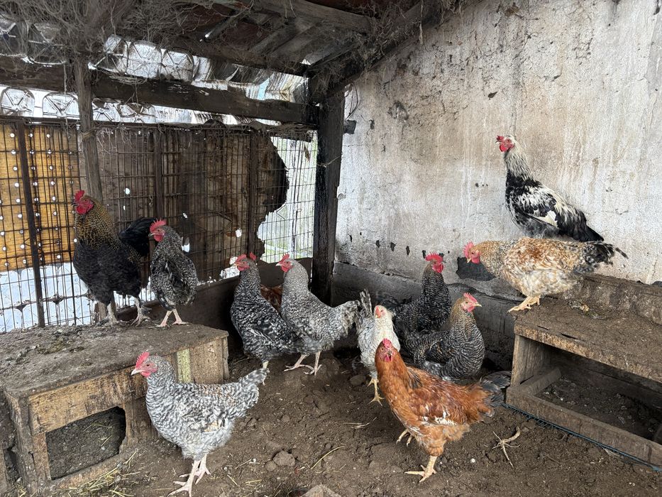 Продам петухов молодых