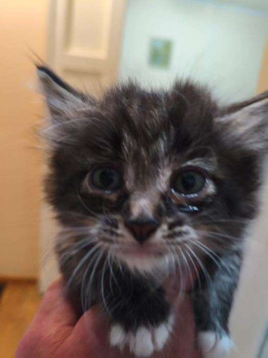 Котята.отдадим бесплатно