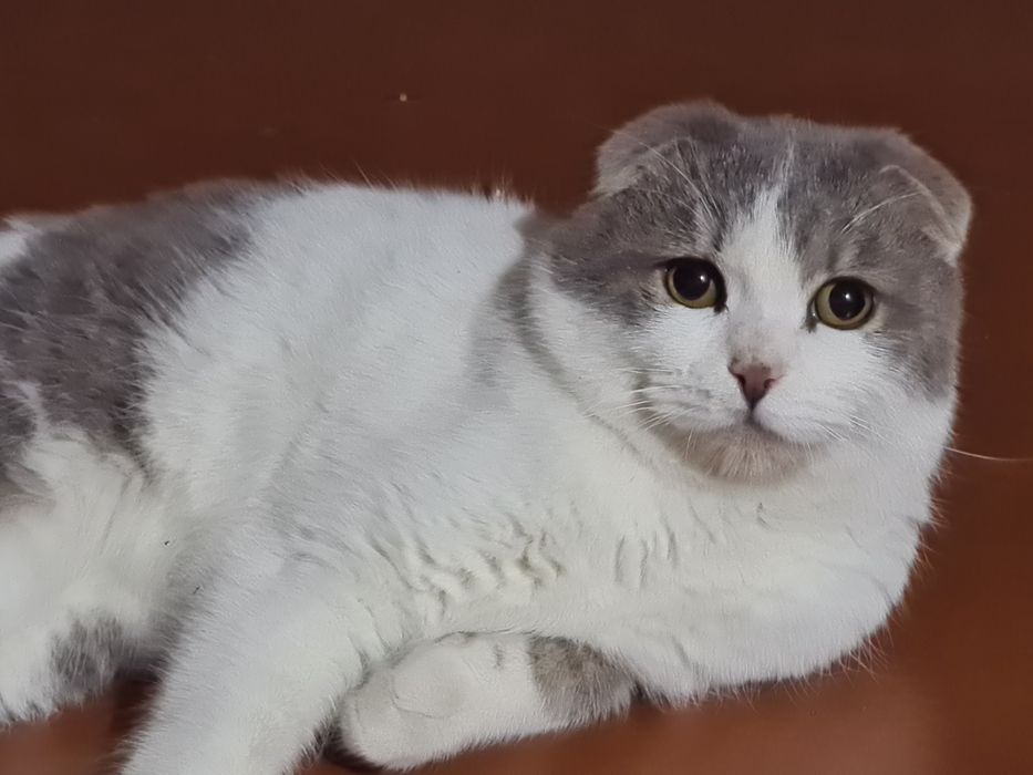 Шатландия парода