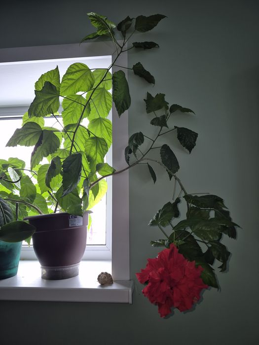 Продам китайскую розу и лимон