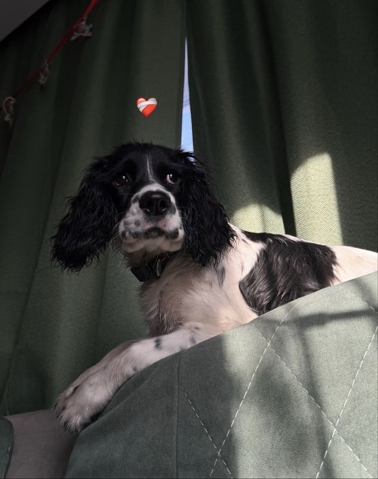 Русский охотничий спаниель для случки