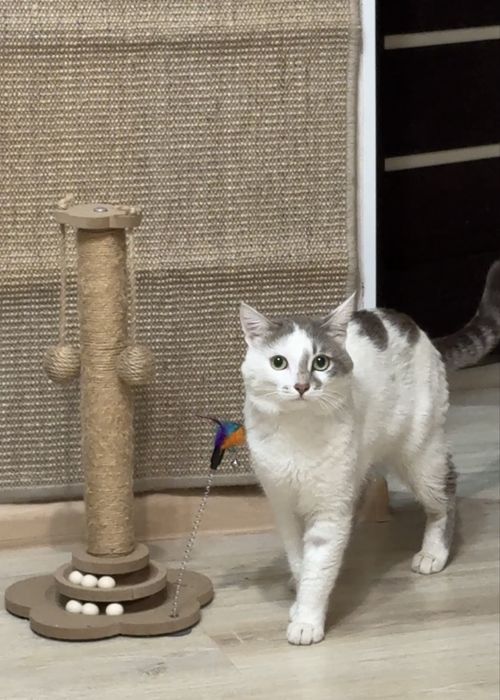 Чудо - кот ! (2 года)